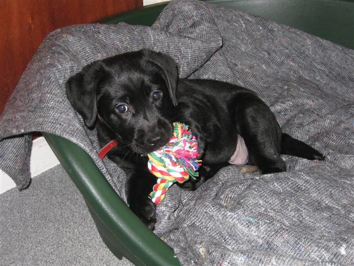 Labrador retriever Bella - Så kom hun hjem d.7 dec.07 billede 7