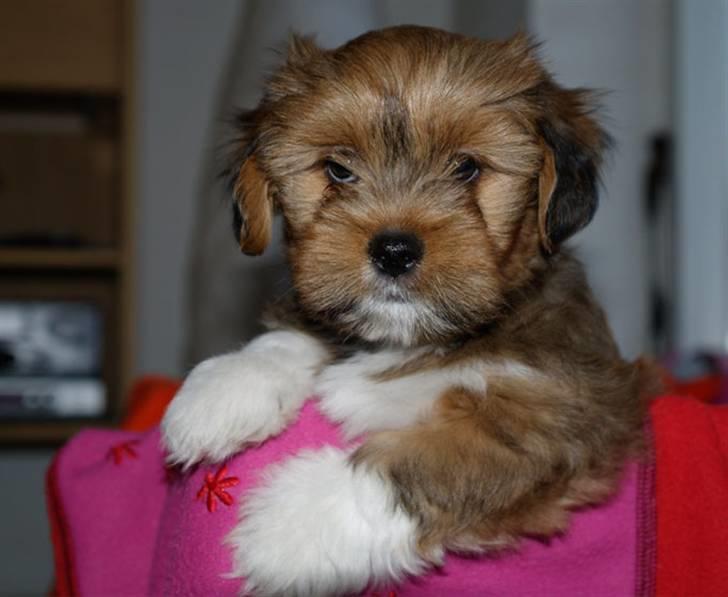 Lhasa apso Sofus - Sofus 8 uger, prøver sin hyggekrog, i sit nye hjem. billede 2