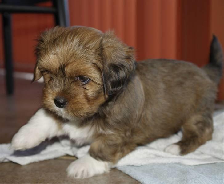 Lhasa apso Sofus - Sofus 6 uger billede 3