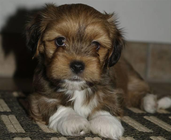 Lhasa apso Sofus - Sofus 6 uger billede 4