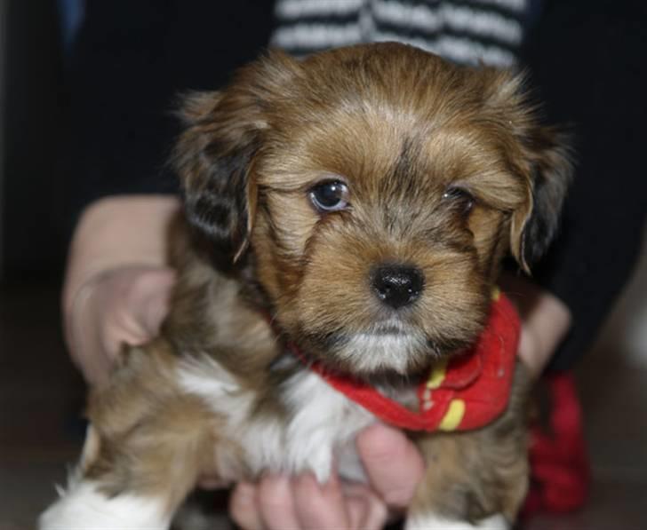 Lhasa apso Sofus - Sofus 6 uger gammel hjemme hos Sanne & Thomas billede 5