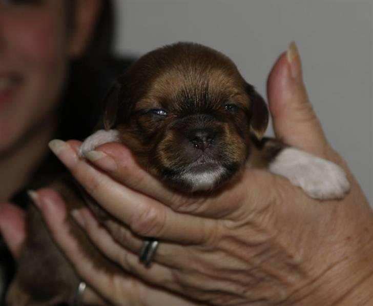 Lhasa apso Sofus - 2 uger, før han fik navnet Sofus kaldet vi ham strømpe på grunde hans 4 hvide poter billede 6