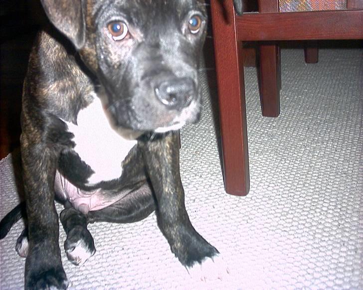 Amerikansk bulldog Hugo billede 5