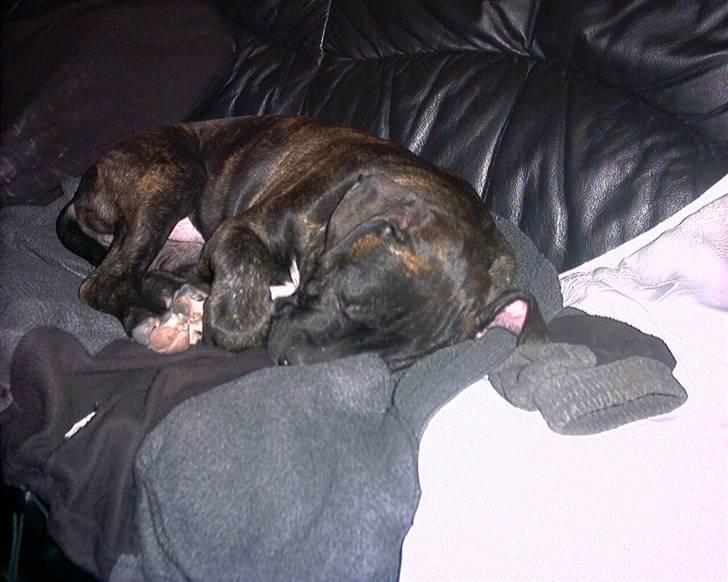 Amerikansk bulldog Hugo billede 6