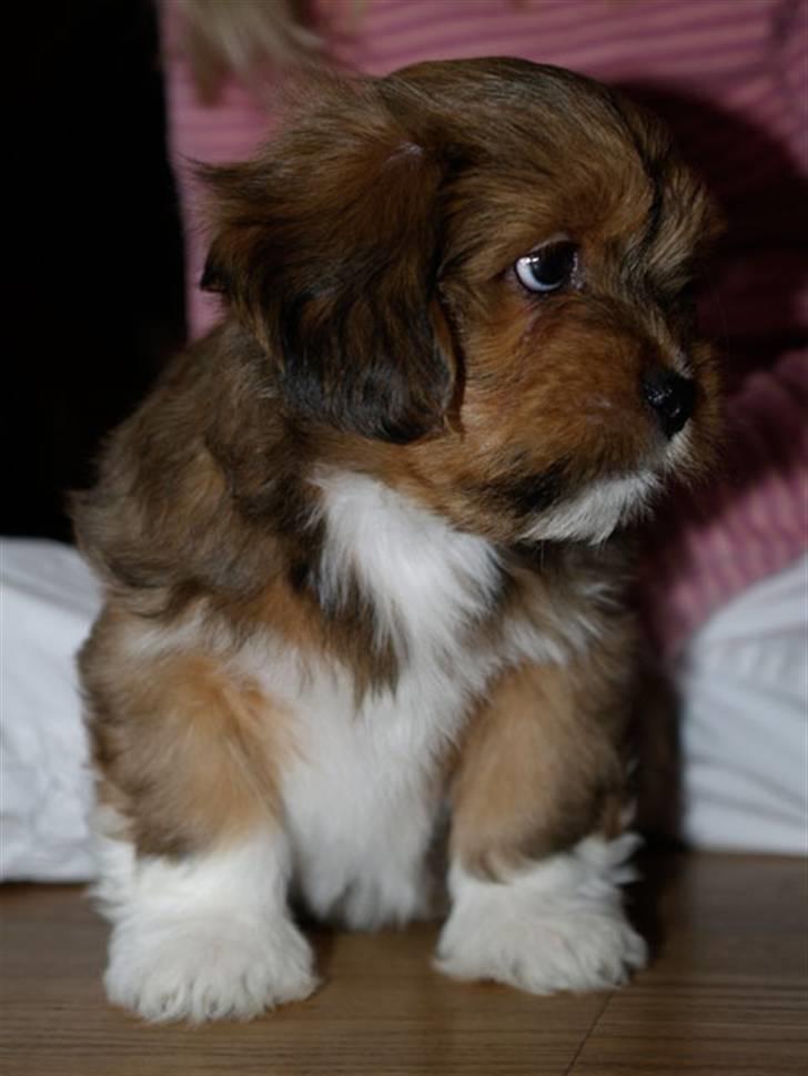 Lhasa apso Sofus - Er det her jeg skal bo ? billede 7