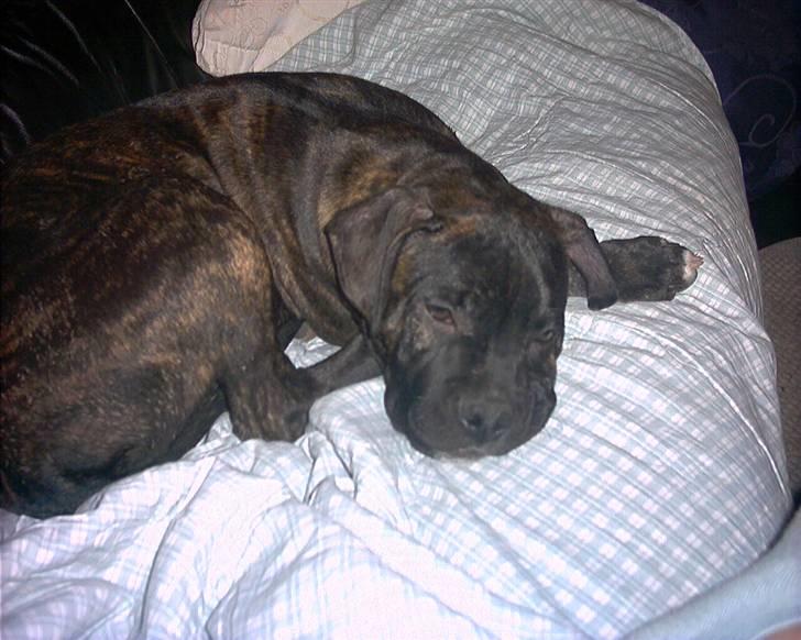 Amerikansk bulldog Hugo billede 7