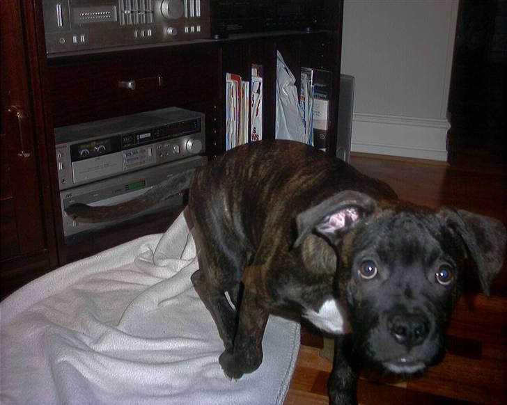 Amerikansk bulldog Hugo billede 8