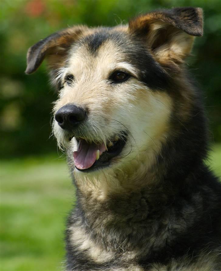 Blanding af racer Lucky - Foto af fotograf Pernille S. billede 10