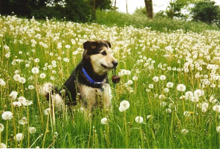 Blanding af racer Lucky - Hans ynglings legetøj... Noget med snor i :D billede 11
