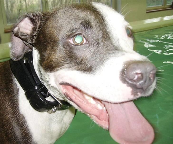 Amerikansk staffordshire terrier Hector billede 18