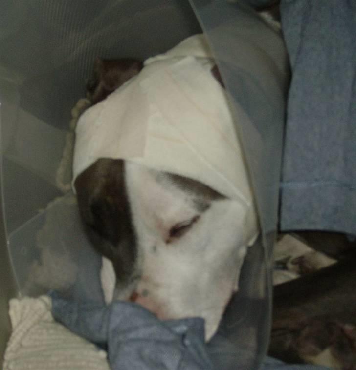 Amerikansk staffordshire terrier Hector - lige blevet lappet sammen ved dyrelægen billede 19