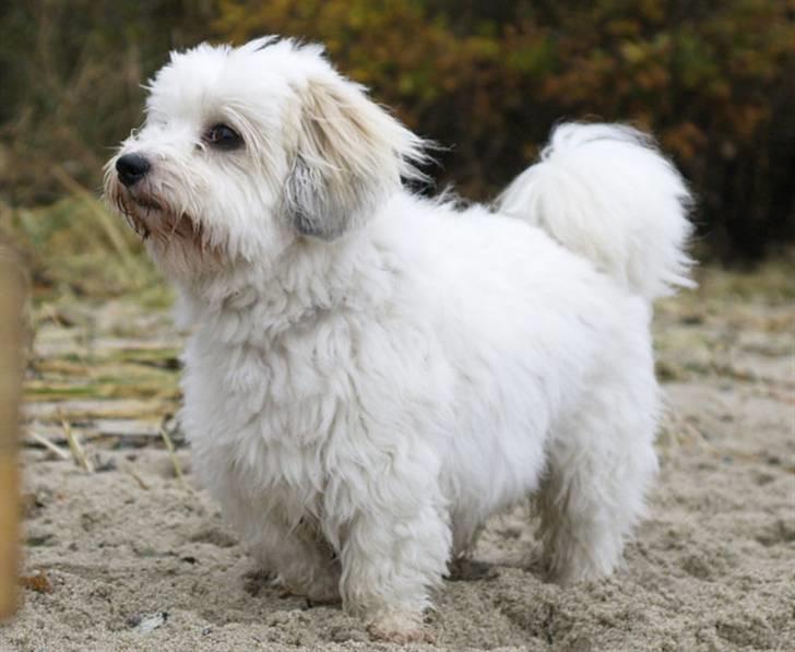 Coton de tulear Luna (R.I.P) - Luna i "kort" udgave med far på stranden billede 17