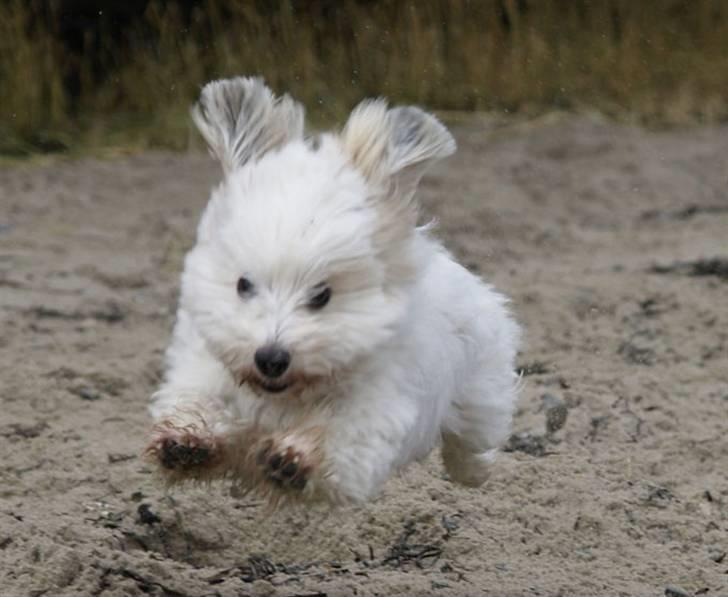 Coton de tulear Luna (R.I.P) - Er jeg ikke hurtig billede 18