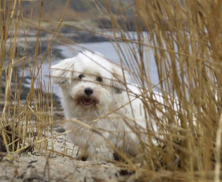 Coton de tulear Luna (R.I.P) - Kommer du eller hva´ ? billede 19