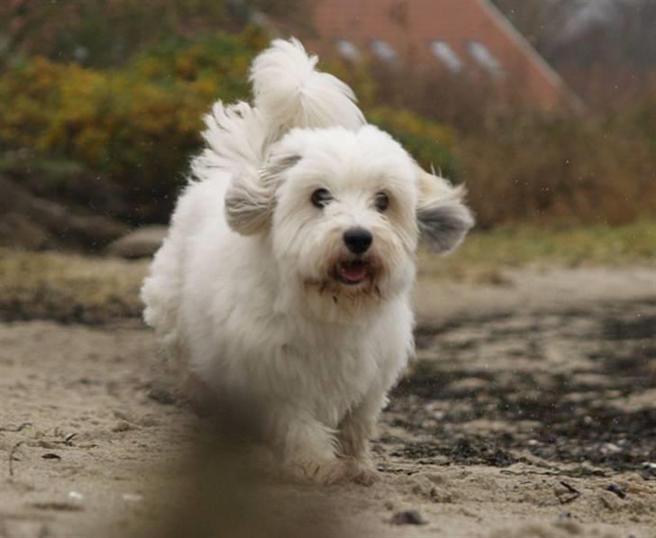 Coton de tulear Luna (R.I.P) billede 20