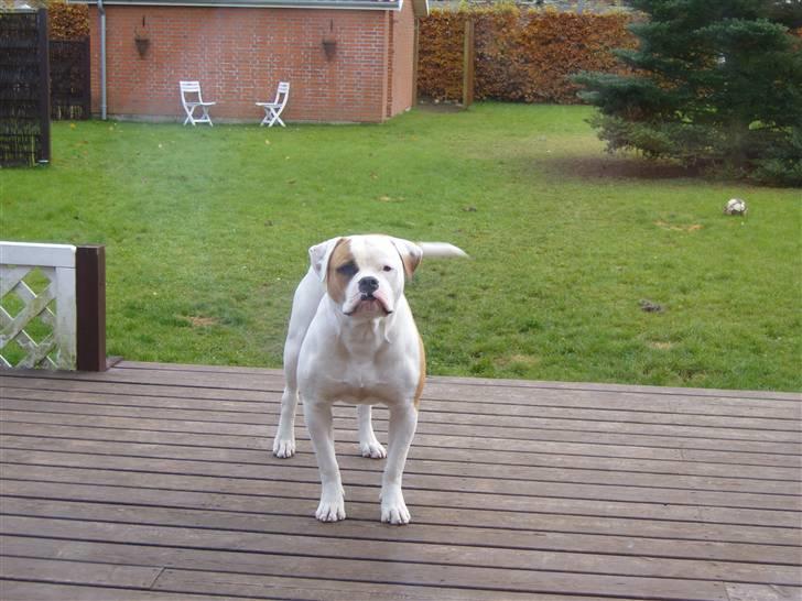 Amerikansk bulldog  bully... Kenzo... billede 16
