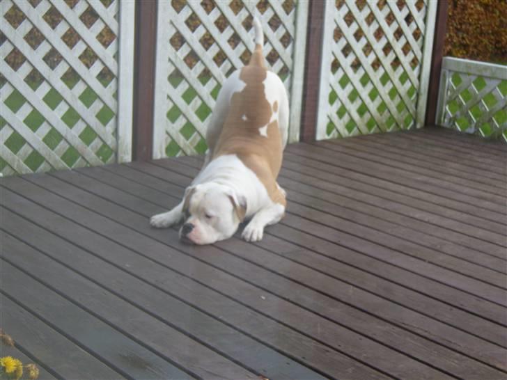 Amerikansk bulldog  bully... Kenzo... billede 17