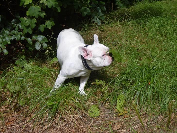 Fransk bulldog Chicco billede 12