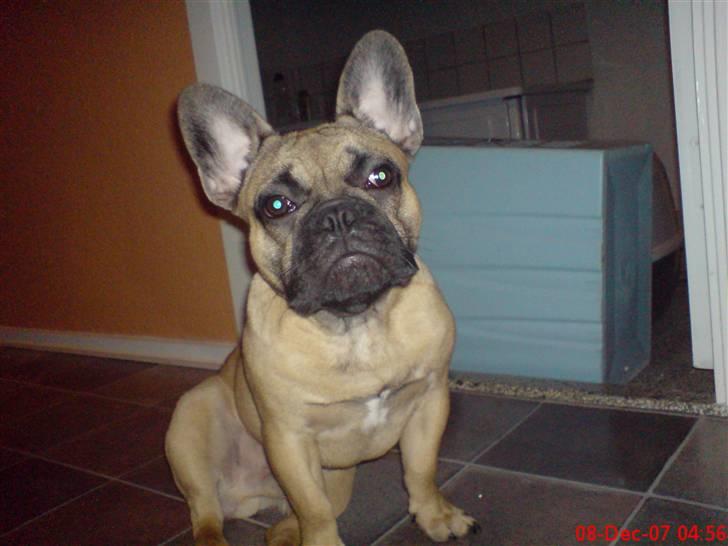 Fransk bulldog Otto billede 17