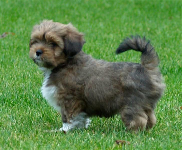 Lhasa apso Sofus billede 8