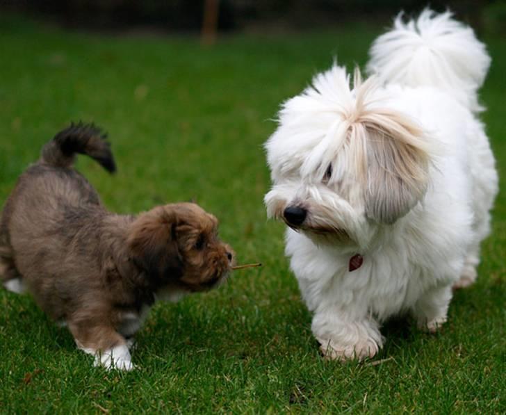 Lhasa apso Sofus - Gad vide om hun storesøster, gider være venner med mig ? billede 9