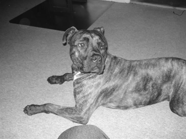 Blanding af racer chico billede 5