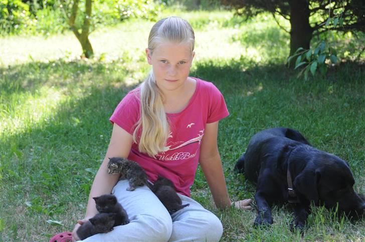 Labrador retriever Kito - Er vi ikke bare søde<3 billede 1