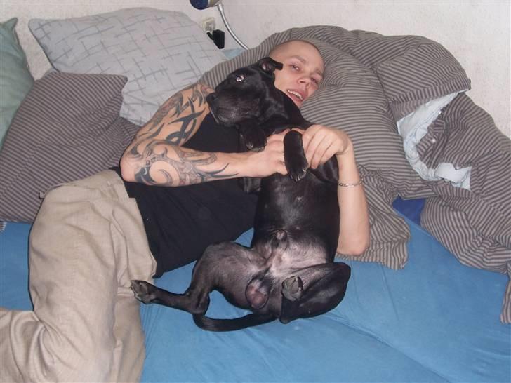 Staffordshire bull terrier Tico - En rigtig putterøv billede 8