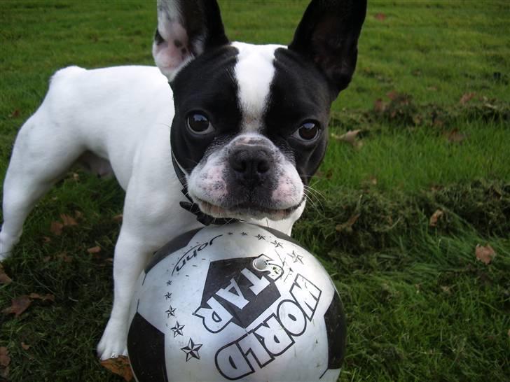 Fransk bulldog trunte billede 1