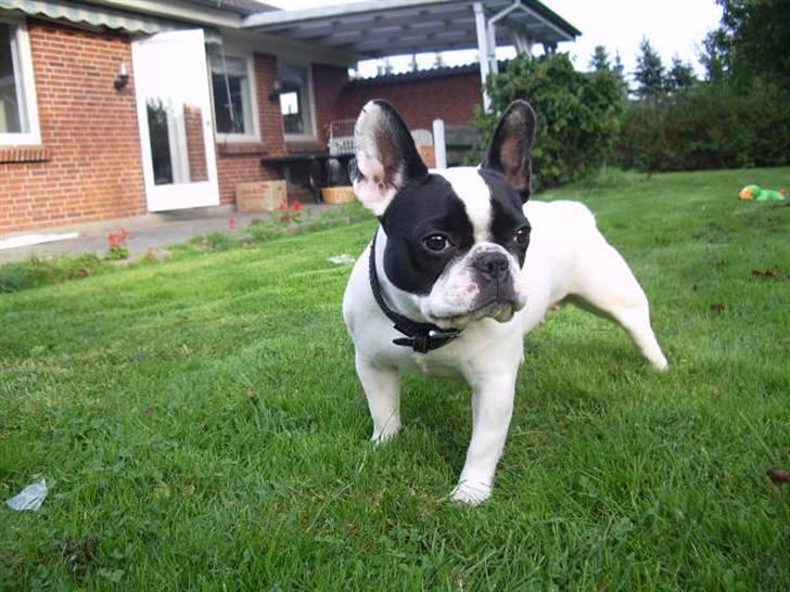 Fransk bulldog trunte billede 2