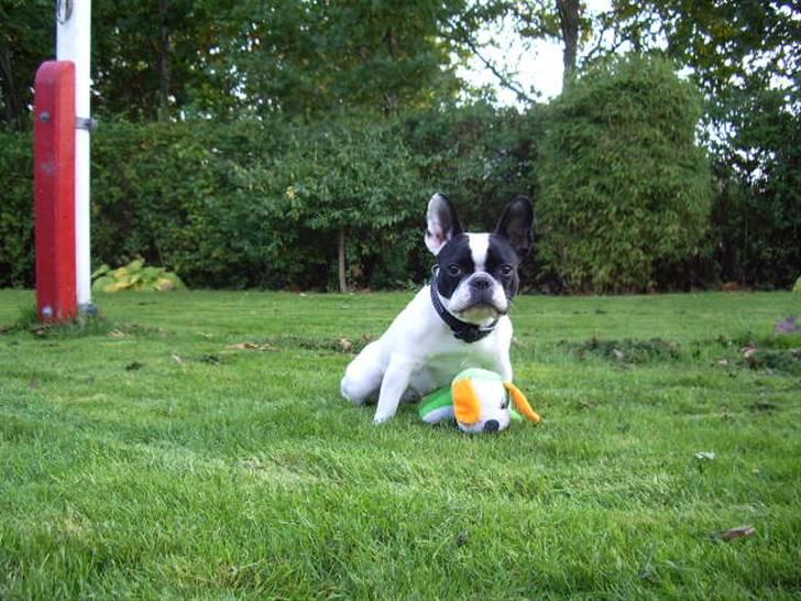 Fransk bulldog trunte billede 3