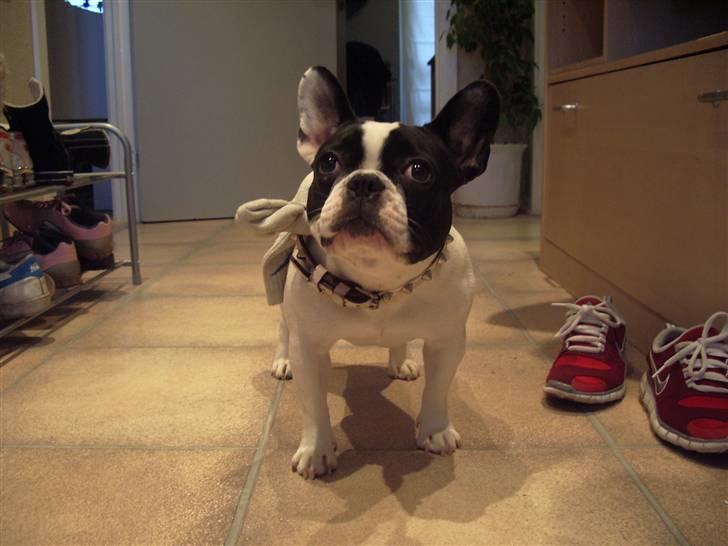 Fransk bulldog trunte billede 4