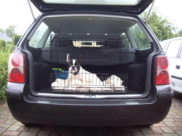 Fransk bulldog trunte billede 5