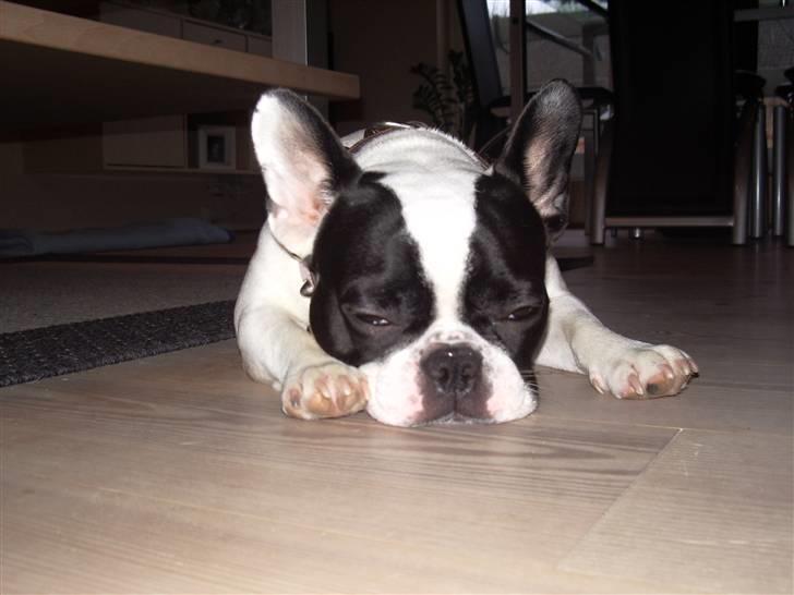 Fransk bulldog trunte billede 6