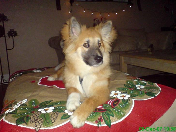 Islandsk fårehund Kato - min plads i stuen billede 9