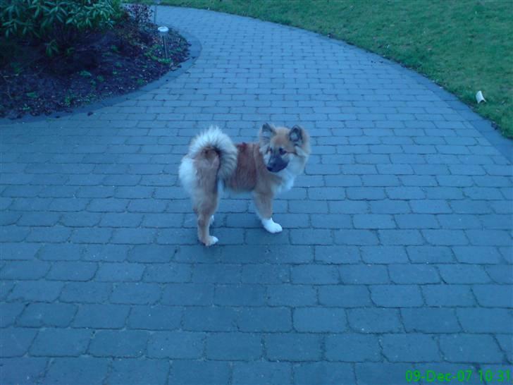 Islandsk fårehund Kato - En tur i haven  billede 10