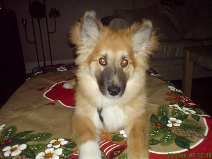 Islandsk fårehund Kato - ligger på sin egen plads i stuen billede 11
