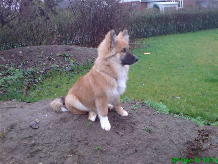 Islandsk fårehund Kato - Skal lige se om alt er i orden i hans have :0)  billede 12