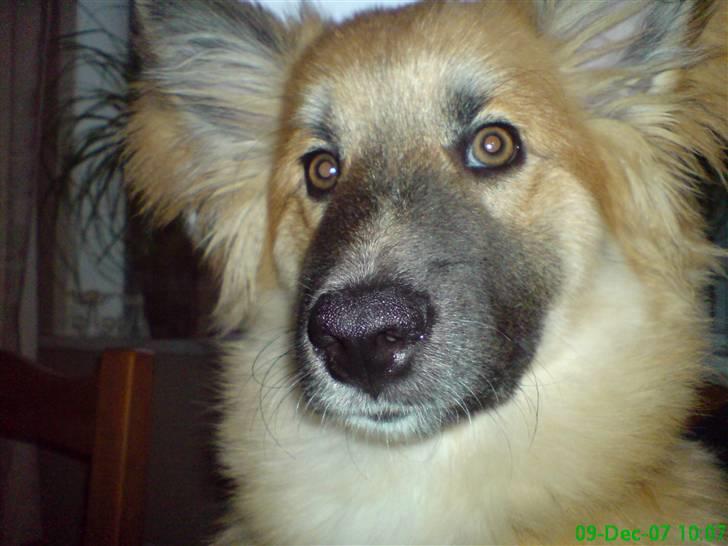 Islandsk fårehund Kato - kan ikke forstå hvorfor vi bliver ved med at tage billeder. billede 13