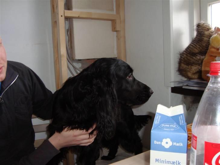 Cocker spaniel Malthe - Mon der er nogen udenfor? billede 7