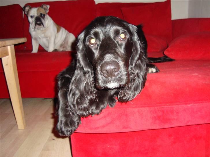 Cocker spaniel Malthe billede 8