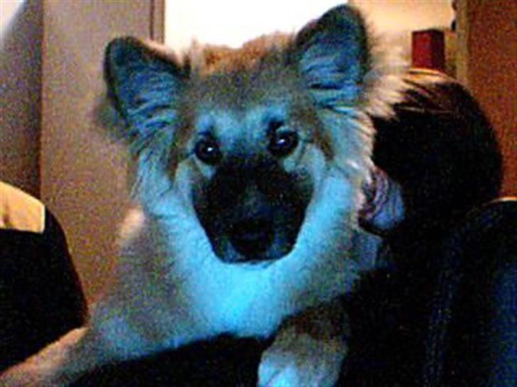 Islandsk fårehund Kato - 5 mdr.  billede 14