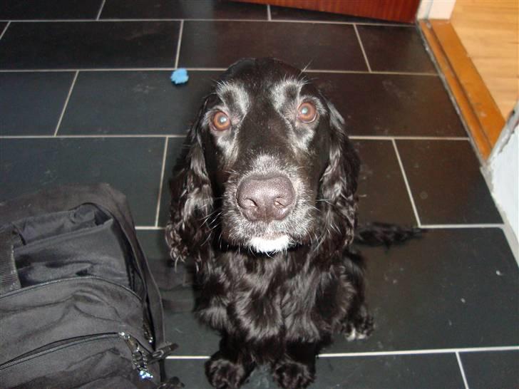 Cocker spaniel Malthe billede 9