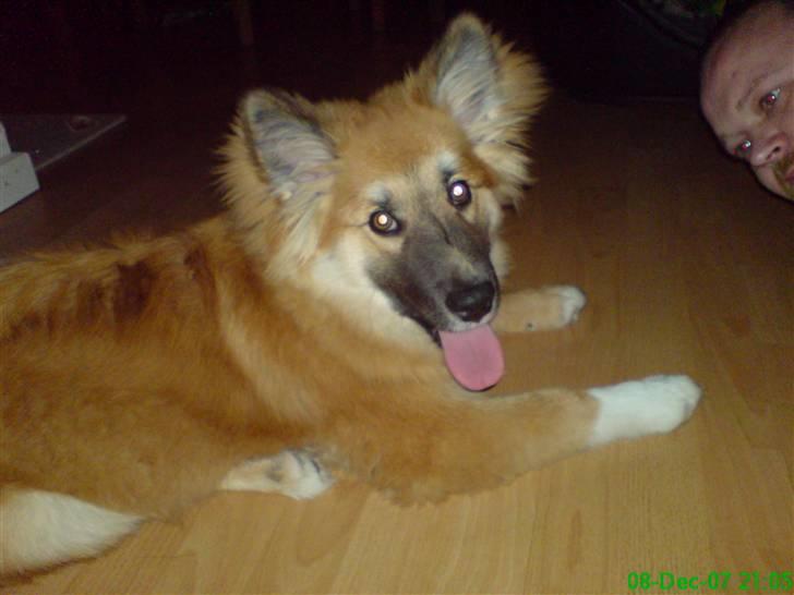 Islandsk fårehund Kato - træt og tørstig efter endnu en tumletur med far. billede 15