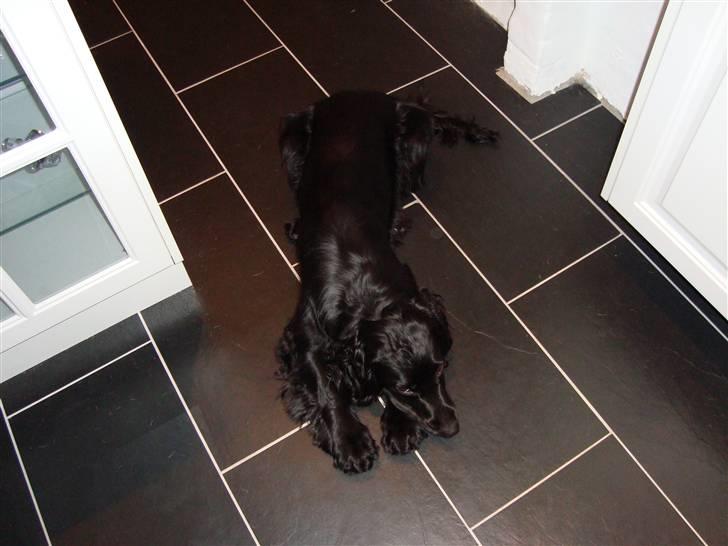 Cocker spaniel Malthe billede 10