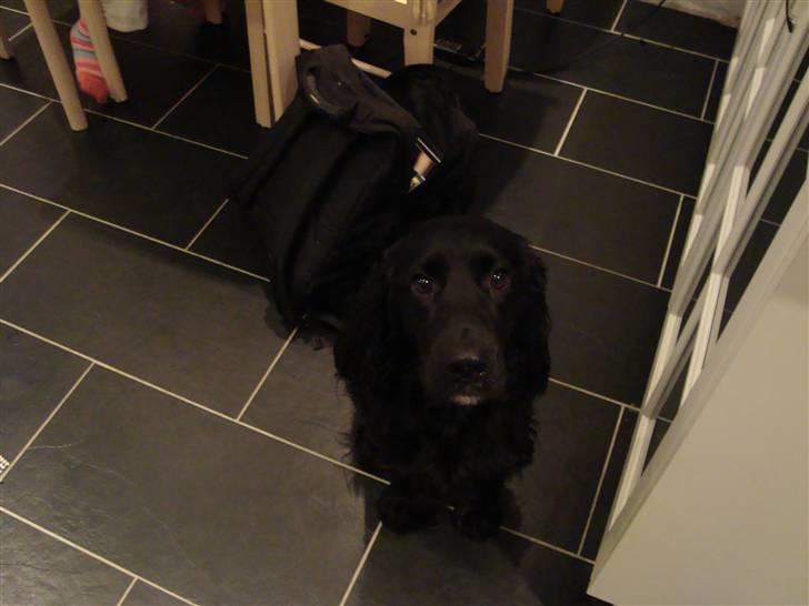 Cocker spaniel Malthe billede 11