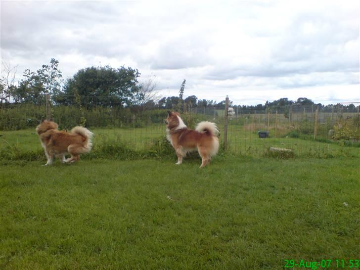 Islandsk fårehund Kato - Kato`s forældre. mor forrest, far bagerst billede 16