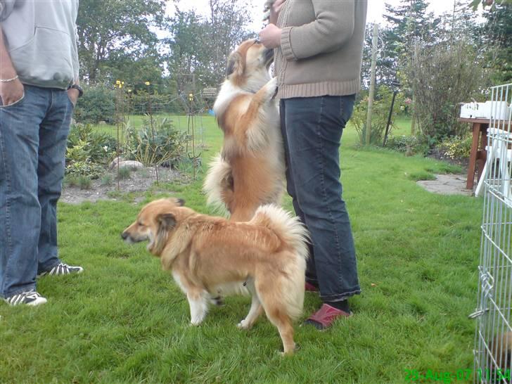 Islandsk fårehund Kato - Igen hans forældre.  billede 17