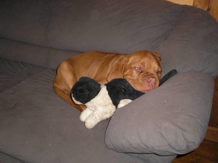 Dogue de bordeaux Ikaros R.I.P. billede 7