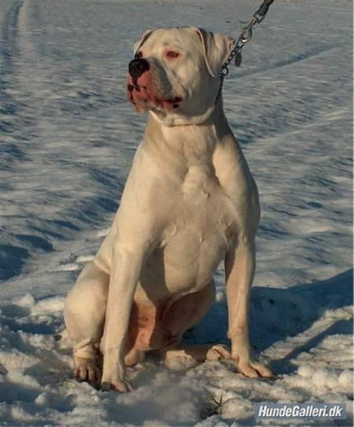 Blanding af racer Cody R.I.P - Codys Far billede 11